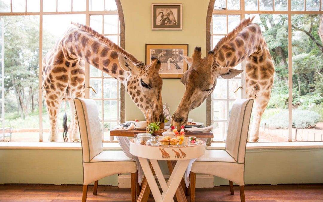 Doručak sa žirafama