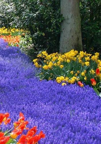 Osam razloga da odmah posetite Keukenhof  – izložbu cveća u Holandiji